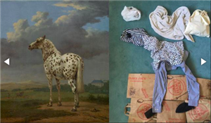 horse 